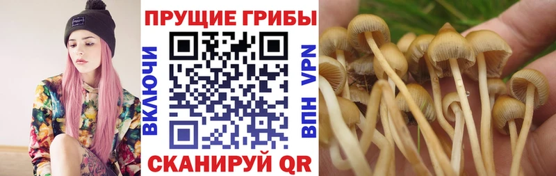 Галлюциногенные грибы Magic Shrooms  где продают   Узловая 
